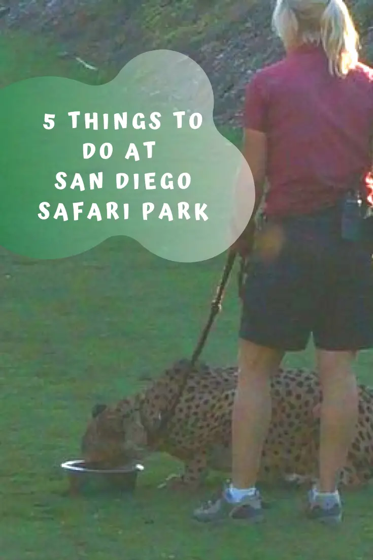 safari park san diego things to do