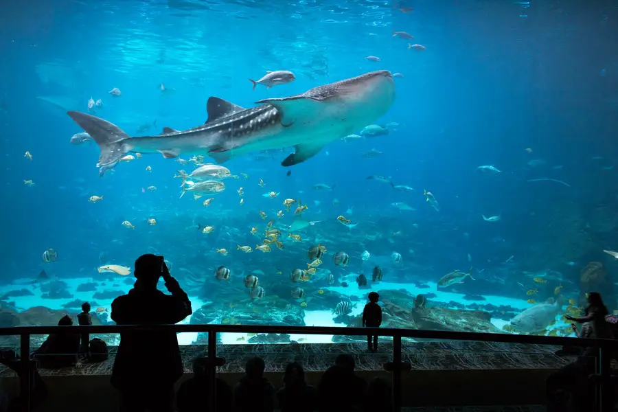 Things To Do In Atlanta With Kids - aquarium