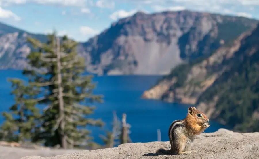 squirrel at crater lake