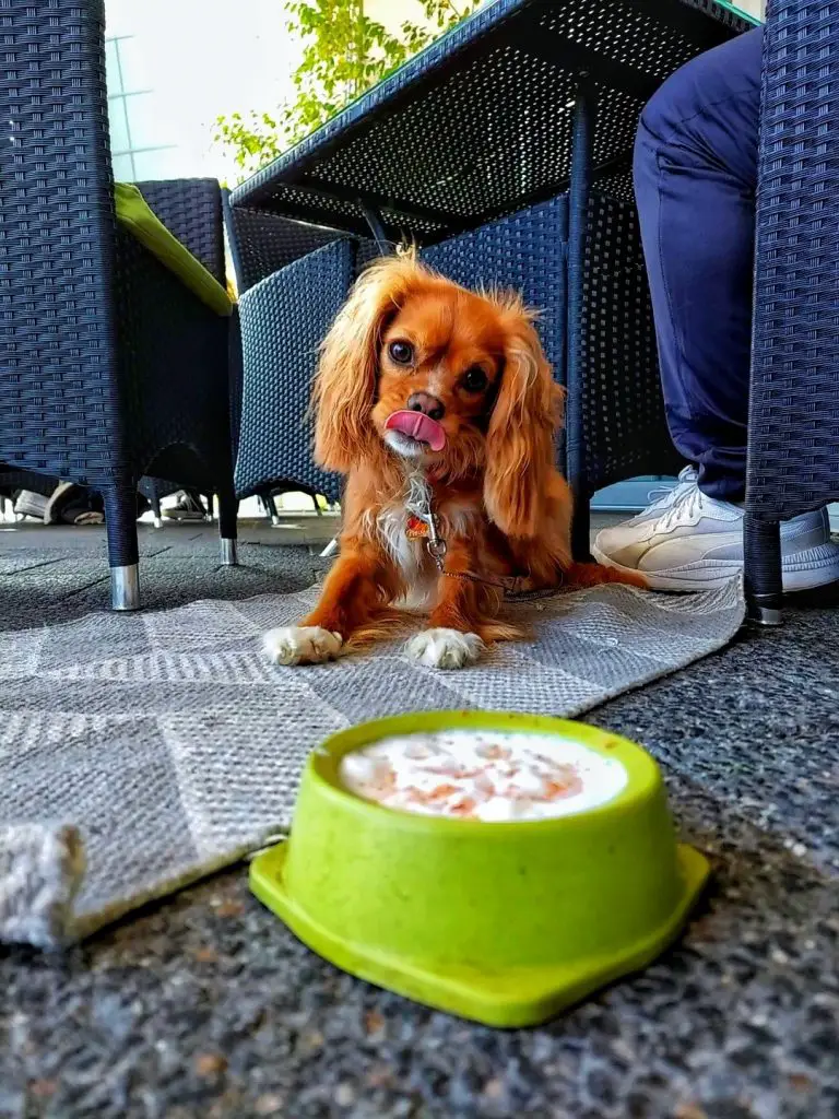 Best Brunch Places Joondalup - dog friendly