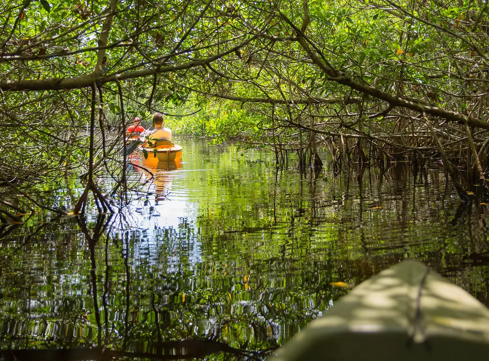 Best Things to Do in Bali with Teens - Mangrove