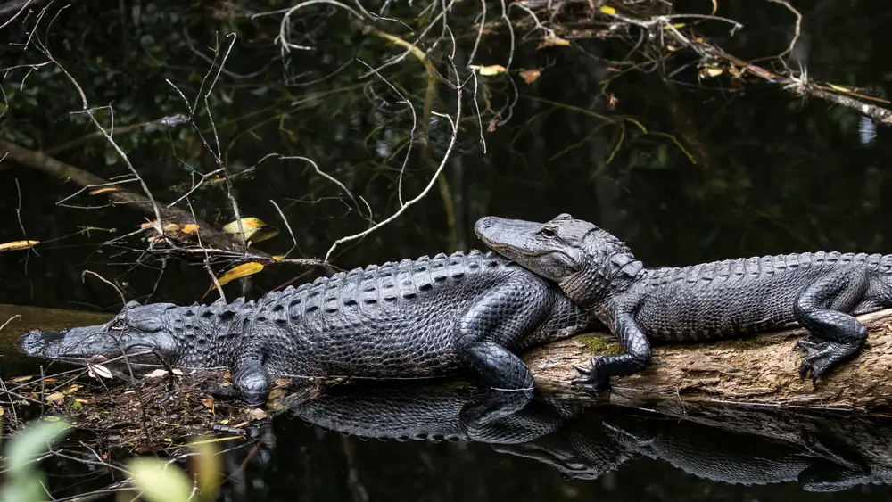 Things To Do In Florida Big Cypress