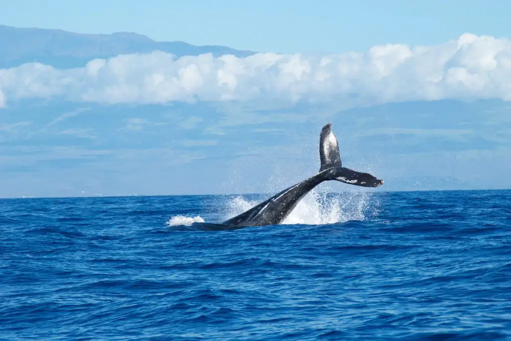 Best Things To Do In Margaret River - whale watching