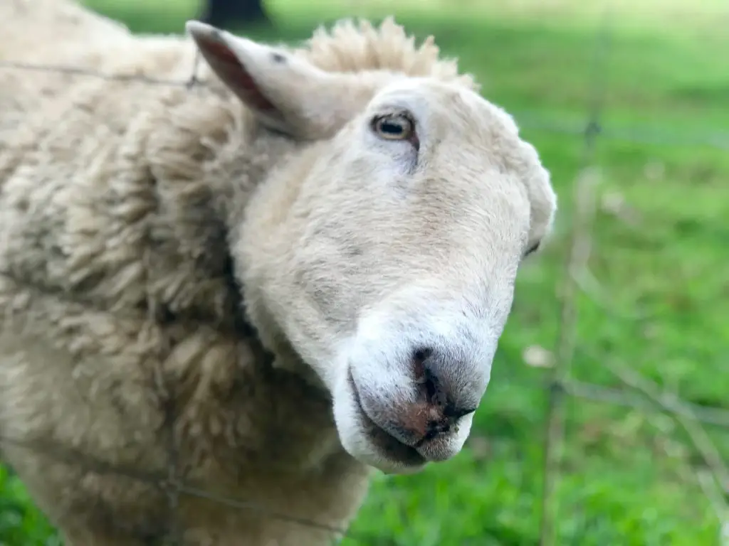 Best Things To Do In Margaret River sheep