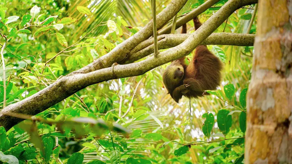 Costa Rican Beachfront Villas - sloth