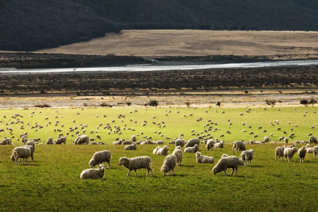 Before Taking a Trip to New Zealand