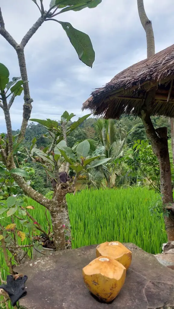  Lemukih Falls: Bali’s Secret Natural Water Slide 