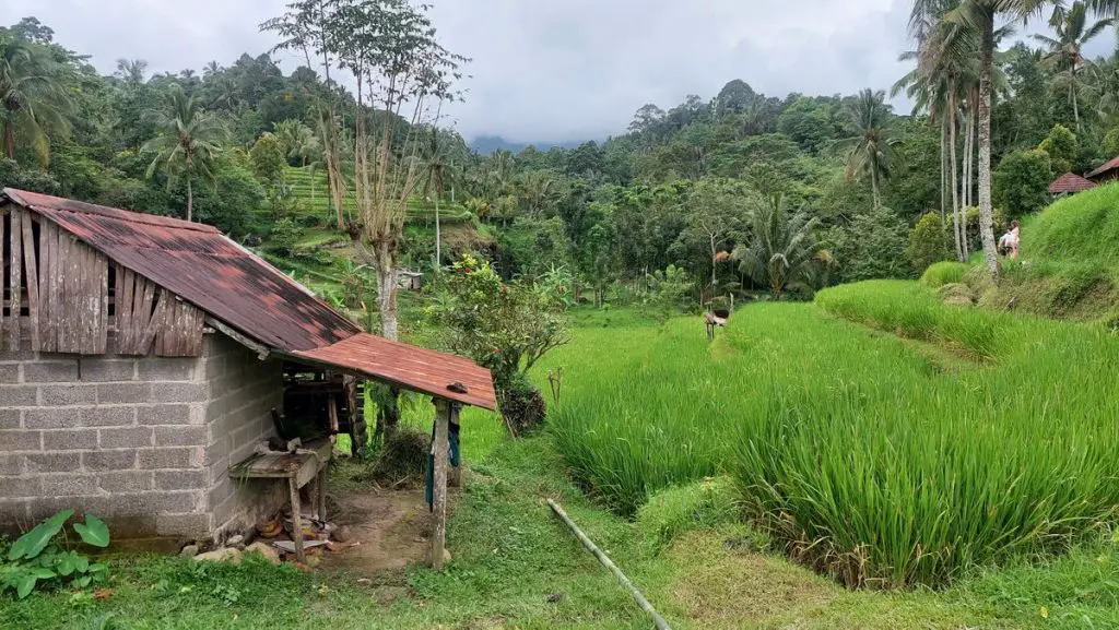 Lemukih Falls / Sekumpul Waterfall Rice Terrace