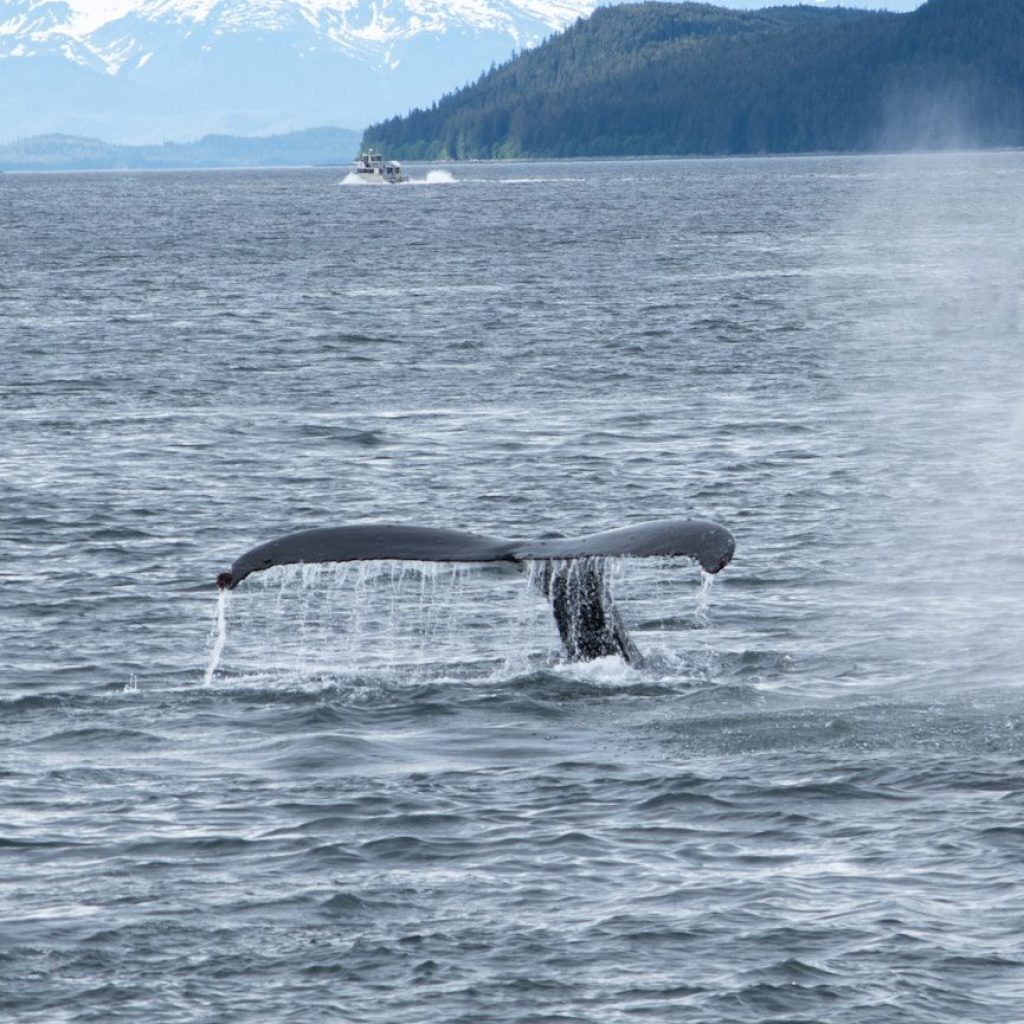 a whale tail flups out of the water