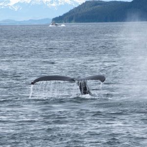 a whale tail flups out of the water