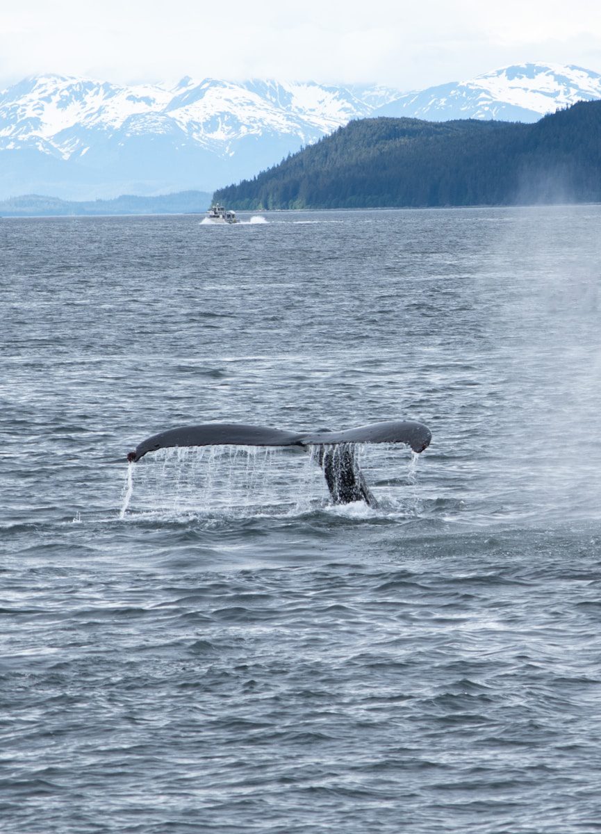a whale tail flups out of the water
