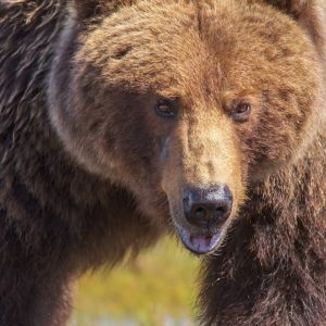 brown bear on green grass during daytime