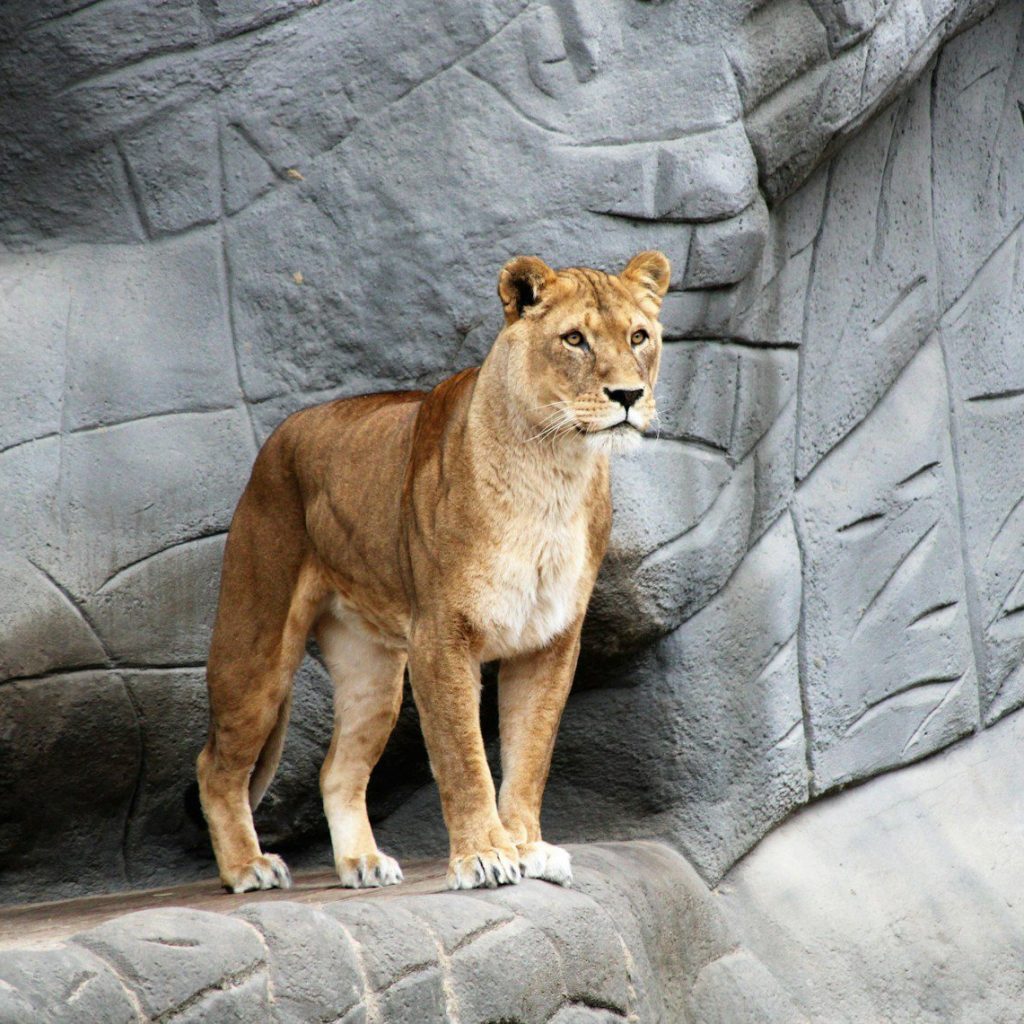 brown lion standing on gray rocky mountain