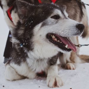 dog lies on snow