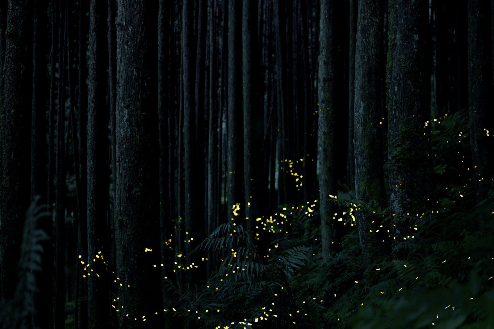 a forest with trees and lights