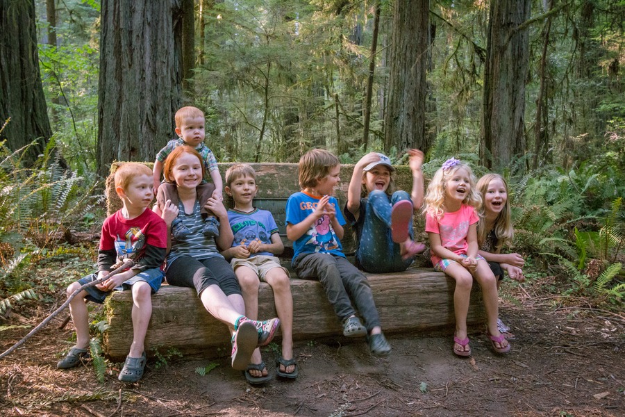Redwoods Pacific Northwest 