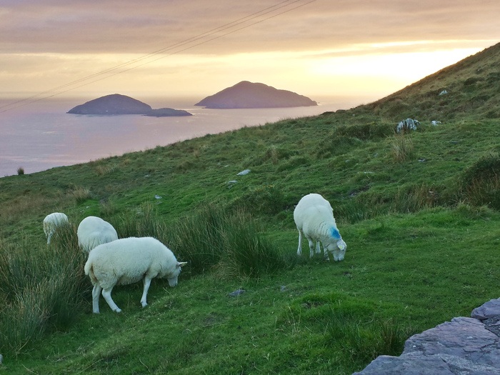 12 day Ireland Road Trip Irish Sheep