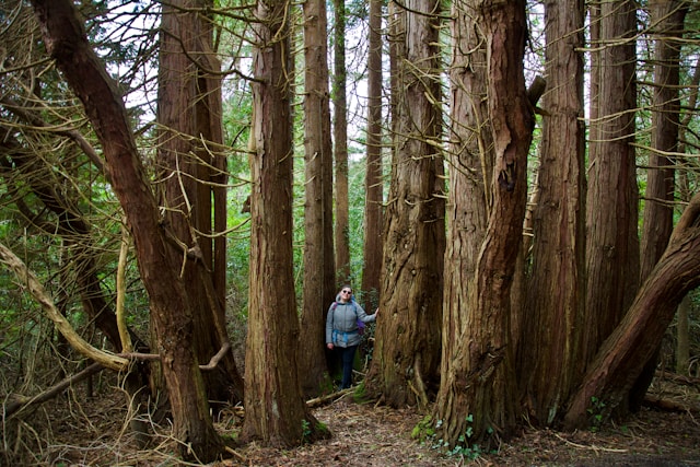 12 day Ireland Road Trip Killarney National Park