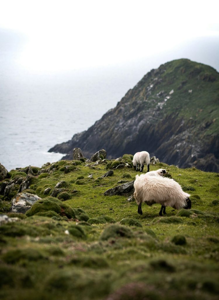 12 day Ireland Road Trip Sheep