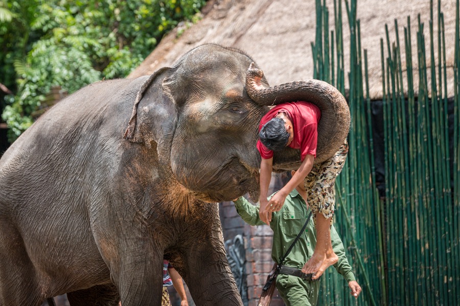 Bali Safari Park review with kids - elephant show