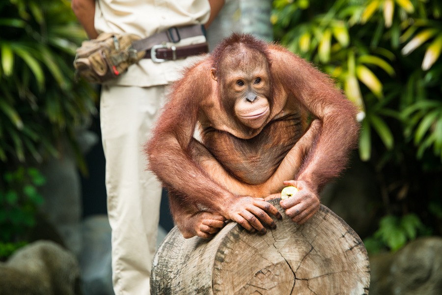 Bali Safari Park review with kids - Orangutan