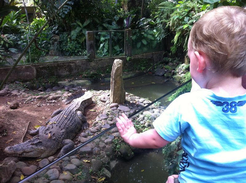 Bali Safari Park review with kids - crocodile