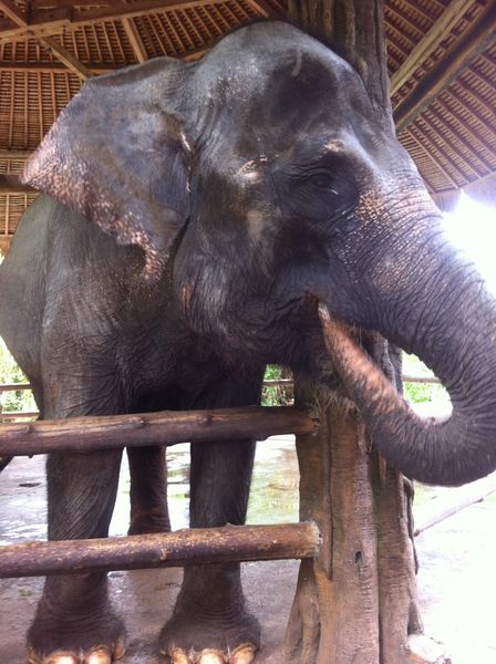 Bali Safari Park review with kids - elephant encounter