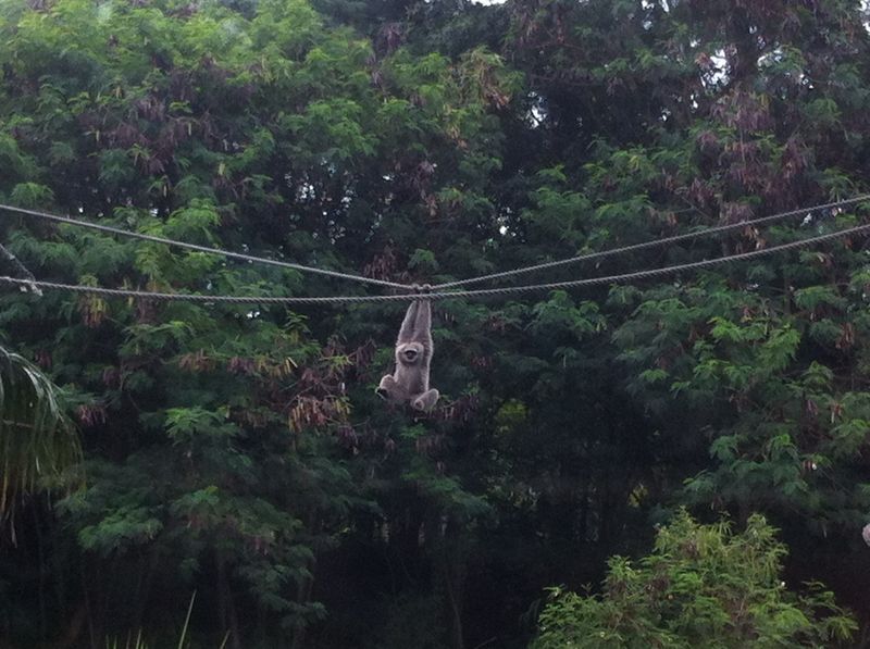 Bali Safari Park review with kids - monkey swinging