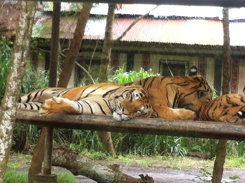 Bali Safari Park review with kids - tiger encounter