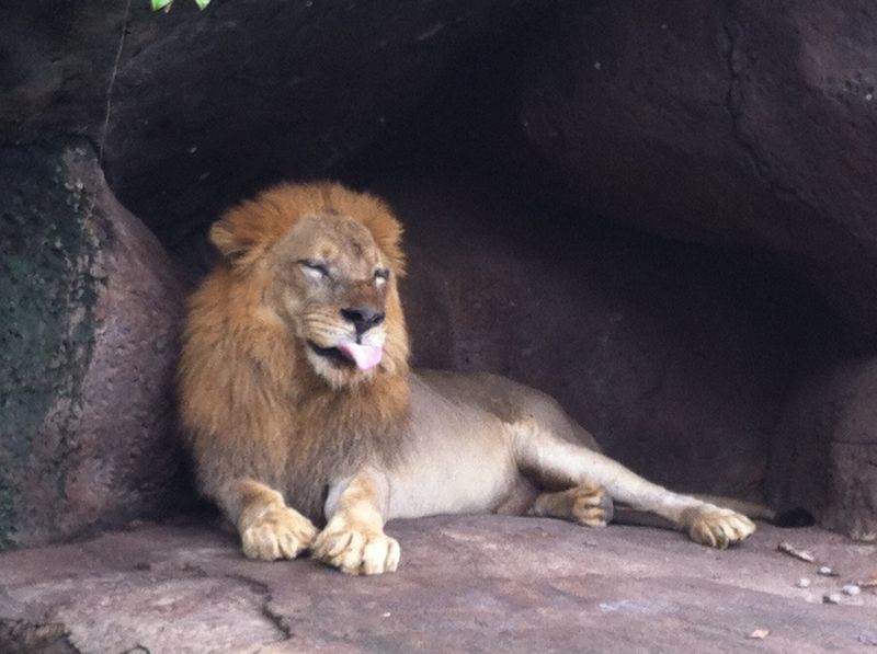 Bali Safari Park review with kids - hungry lion