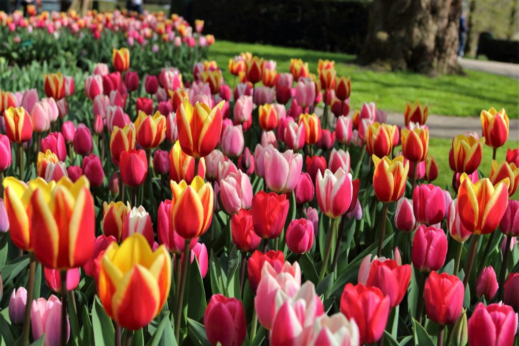 Amsterdam Travel Guide with kids - tulip garden