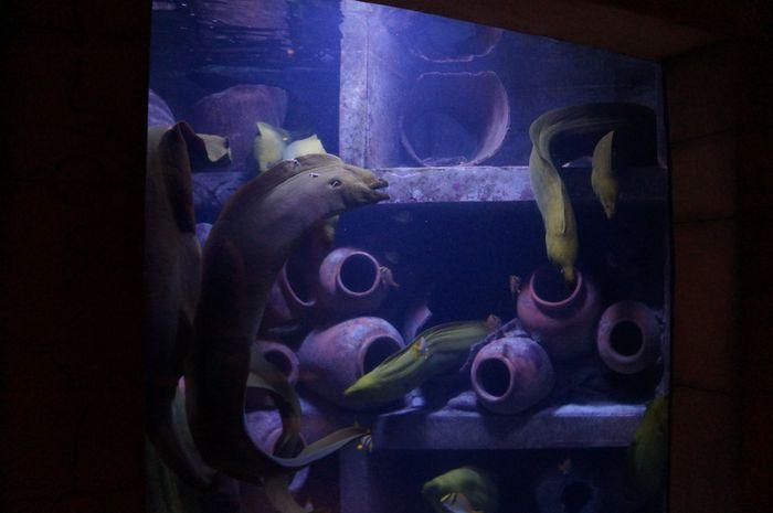 Atlantis Aquaventure With Kids aquarium