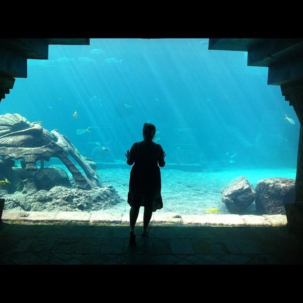 Atlantis Aquaventure With Kids aquarium