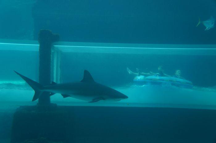 Atlantis Aquaventure With Kids shark tank