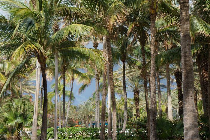 Atlantis Aquaventure With Kids palm trees