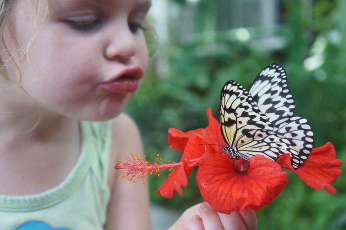 Best Things to Do in Penang With Kids | Butterfly Farm