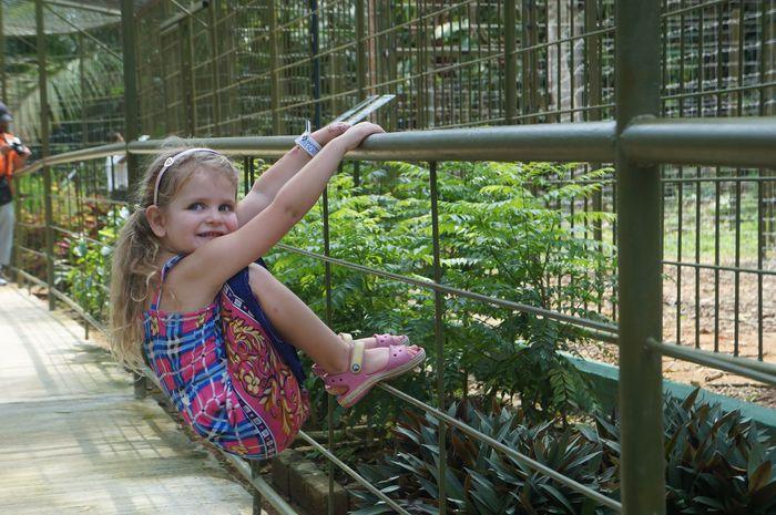 Best Things to Do in Penang With Kids | Orangutan Island