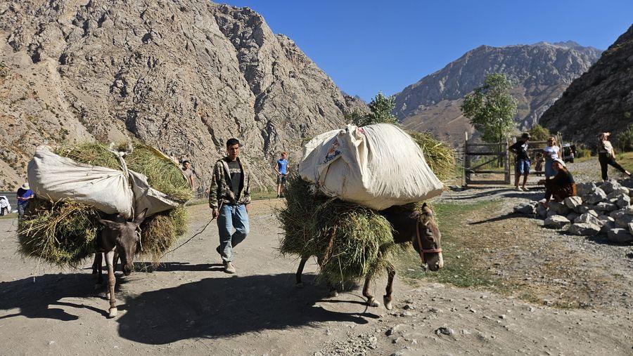 Tajikistan Day Trip from Samarkand: Donkeys